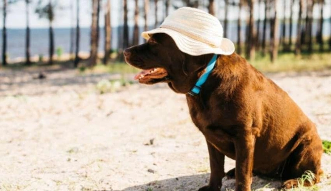 Новые правила затрагивают только пляжи — общественные места, где безопасность и гигиена отдыхающих находятся в приоритете | Источник: nk-tv.com