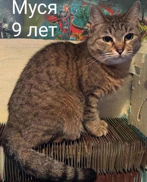 Источник: Помощь бездомным животным г. Полярные Зори! / Vk.com