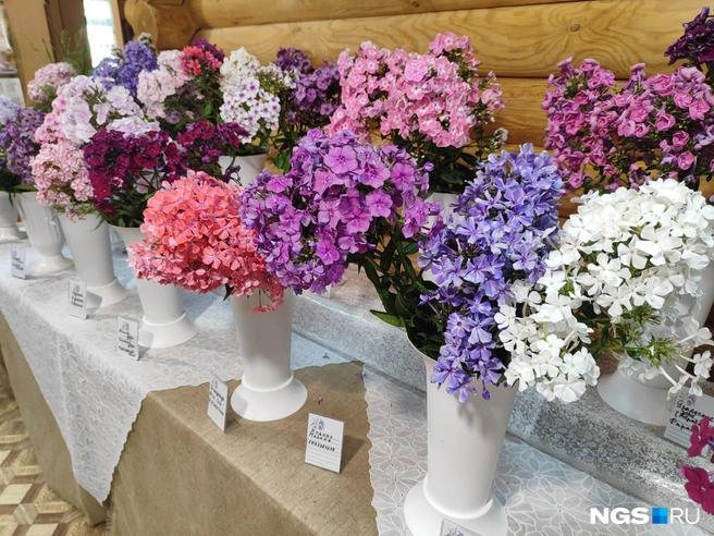 Флоксы долго стоят и в срезке | Источник: Александра Бруня / NGS.RU