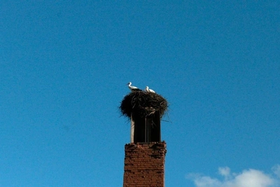Аисты вернулись в Ленинградскую область после зимовки