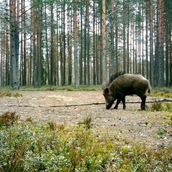 Источник: Павел Глазков/Каждой твари по паре.