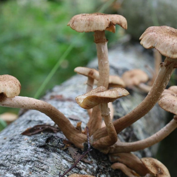 Источник: читатель NN.RU