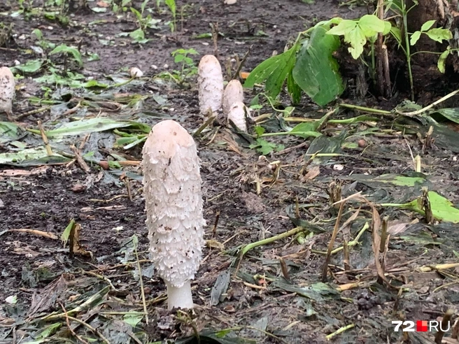 Источник: читатель 72.RU