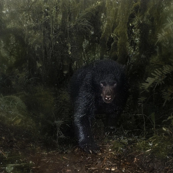 Финалист в номинации «Портрет животного» | Источник: Santiago José Monroy García / Wildlife Photographer of the Year 2025