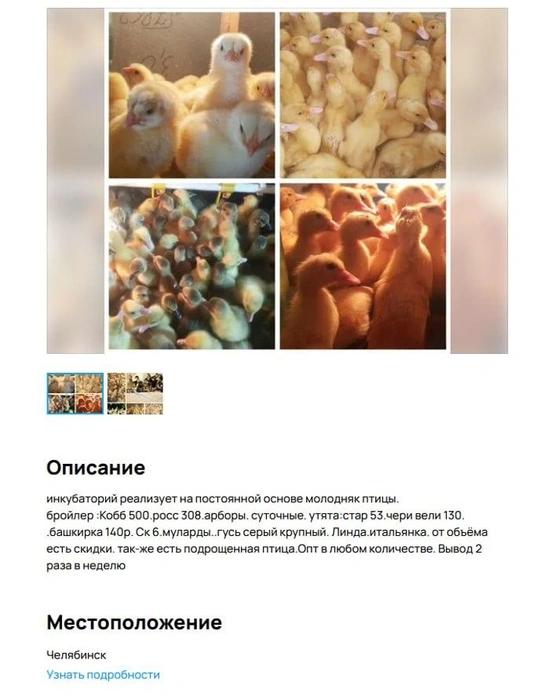 Птенцов из Колупаевки активно продают через интернет | Источник: Сайт бесплатных объявлений
