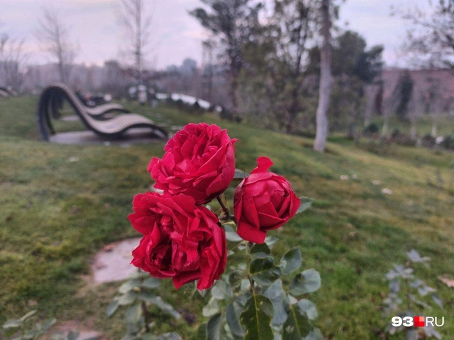 Роза «Вильям Шекспир» | Источник: Екатерина Железнова / 93.RU