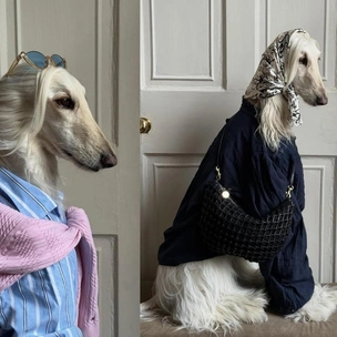 Афганская борзая Саманта — новая икона стиля: она гуляет в Pucci, Zara и Moschino