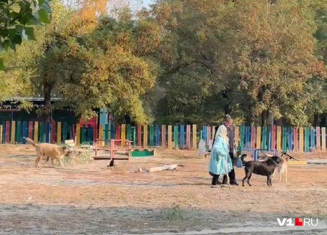 Люди вынуждены ходить с «эскортом» из бродячих псов | Источник: читатели V1.RU