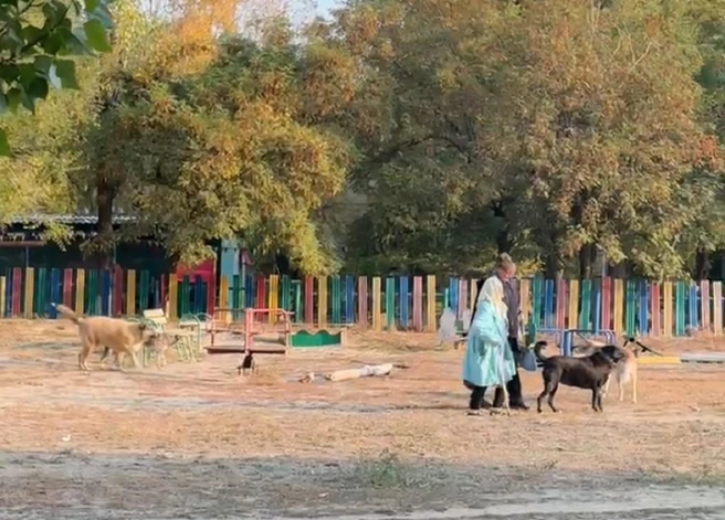 Служба отлова пообещала еще раз поискать агрессивных собак у центра развития ребенка | Источник: читатели V1.RU