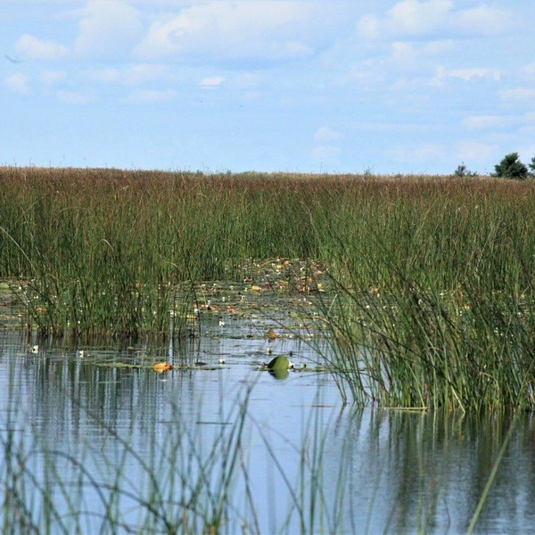 Источник: вице-губернатор Петербурга Алексей Корабельников