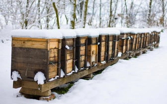 Как зимуют пчелы и чем они при этом питаются?