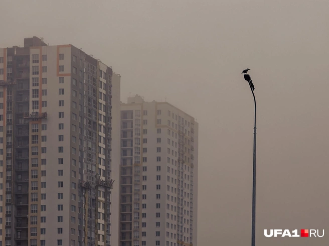 Вороны наблюдают за стройкой в тумане | Источник: Булат Салихов / UFA1.RU