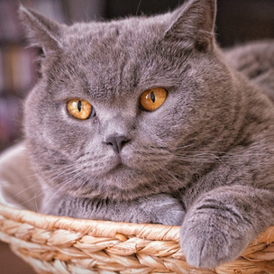 Quiz: Угадай, какой факт о кошках правда, а какой — вымысел 🤓