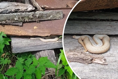 Rare white adder with normal eyes found in Bashkiria