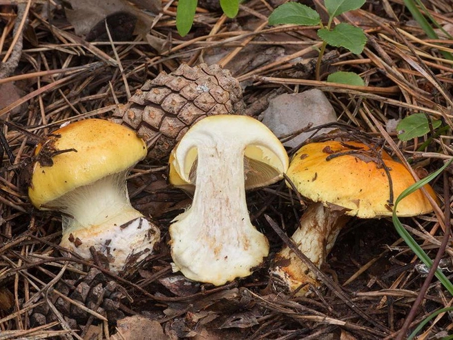 Паутинник легко найти из-за яркого цвета | Источник: mycology.su