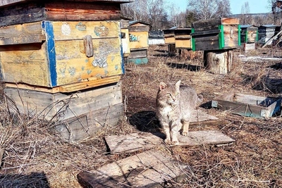 Пчелы проснулись раньше срока в Башкирии