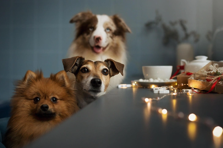 Источник: Shutterstock/Fotodom.ru
