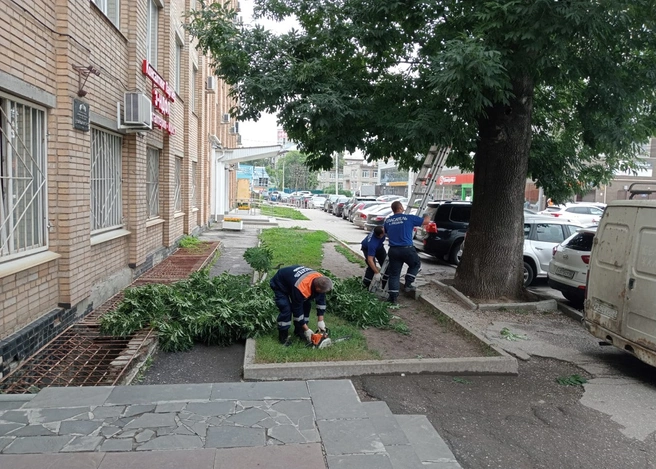 На проезде Завражнова сотрудники МЧС спасли котенка, который застрял на дереве | ya62.ru