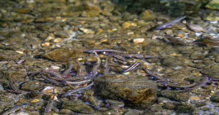Проворные родичи карпов: как живут неприметные рыбки гольяны