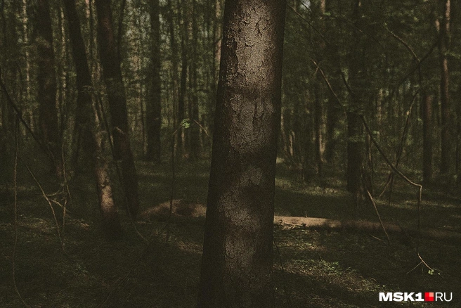 Со временем битцевский маньяк перестал сбрасывать тела в коллекторы, а оставлял их в лесу | Источник: Вера Борисова, Серафима Пантыкина / MSK1.RU