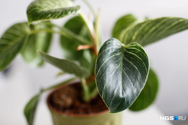 Чтобы побаловать растение влагой, можно поместить горшок в ванную с паром | Источник: Андрей Бортко / NGS.RU