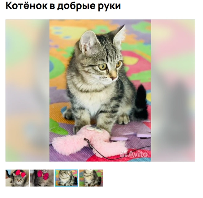 Без бантика тоже хороша | Источник: Аvito.ru