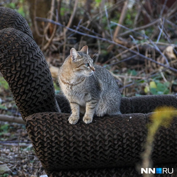 Только котик украшает дворы | Источник: Наталья Бурухина / NN.RU