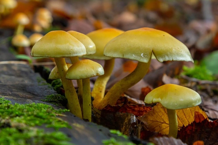 Источник: olko1975/Shutterstock/Fotodom.ru