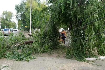 Ураган в Бузулуке: более 50 деревьев повалено, десятки обращений