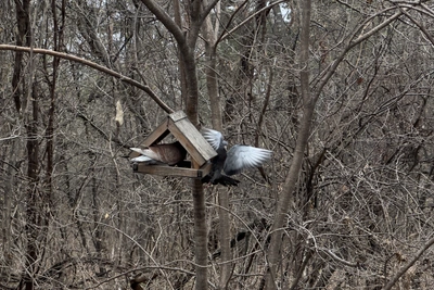 Благоустройство хабаровского дендрария полностью завершено