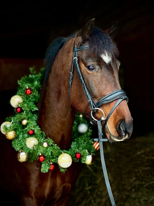 Клуб предоставляет на фотосессию своего инструктора  | Источник: Конный клуб «Сосновый бор» | г. Новосибирск / «ВКонтакте»