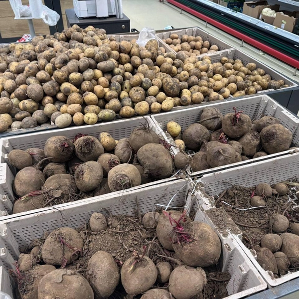 Свекла | Источник: Дарья Гранкина / 26.RU