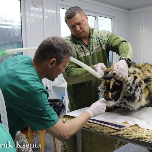 Источник: Центр «Тигр» / T.me