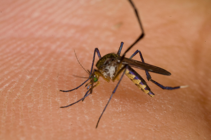 Почему комары до сих пор не научились кусать, не вызывая зуда?