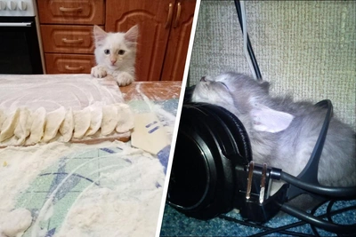 Проказничающие котики: фото от читателей, поднимающие настроение