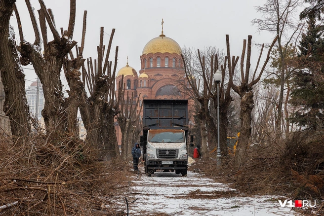 В начале весны деревья на аллее Героев обрезали и оголили | Источник: Алексей Волхонский / V1.RU