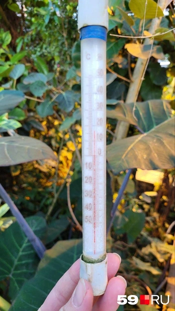 То же самое утро: термометр в секции влажных тропиков показывал +17 °C  | Источник: Марина Черткова