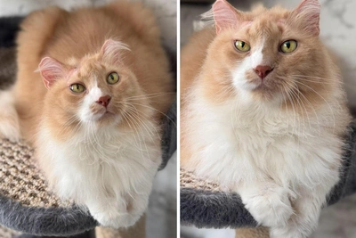 Омичи обсуждают кота, которого поджёг хозяин