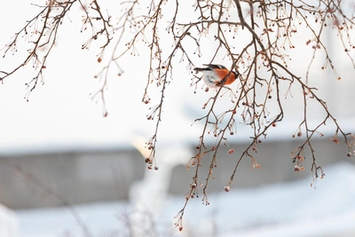 Март в Красноярске будет близок к климатической норме