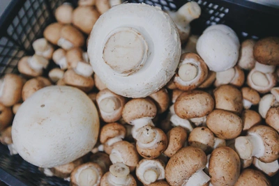 Эксперты назвали самые полезные виды грибов