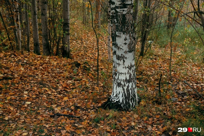 Источник: Иван Митюшёв / 29.RU