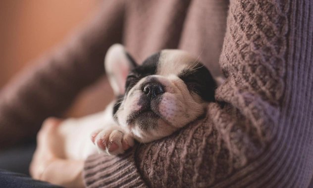 Узнают ли собаки своих родителей, братьев и сестер — трогательные выводы ветеринаров