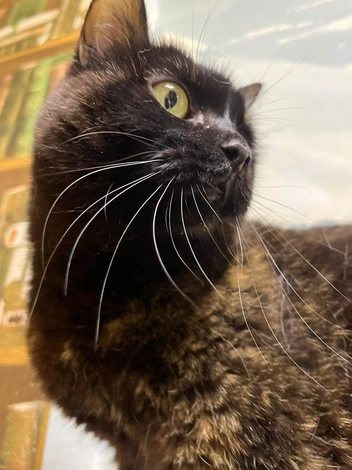 Лишний раз руками Волю лучше не трогать | Источник: «Наследие Бастет» / «ВКонтакте»