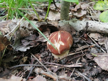 Белый гриб маленький. Поэтому и чистый, без различных жителей  | Источник: Сергей Копылов / Vk.com