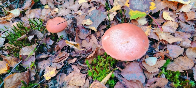 Лесной «урожай» из Раменского района | Источник: Грибы и Грибники Подмосковья / Vk.com