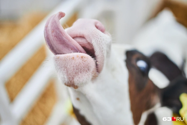 Источник: Роман Данилкин / 63.RU