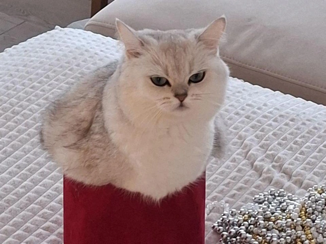 Котик чем-то огорчен. | Источник: читатели V1.RU
