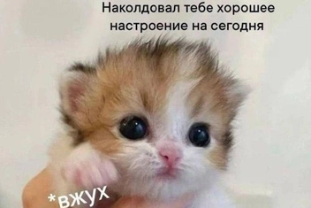 25+ самых смешных отборных мемов с котиками и песиками: мы знаем, что вы будете в восторге!