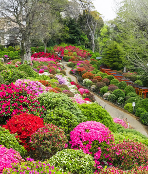 Сад в японском стиле: какие растения выбрать для дачи