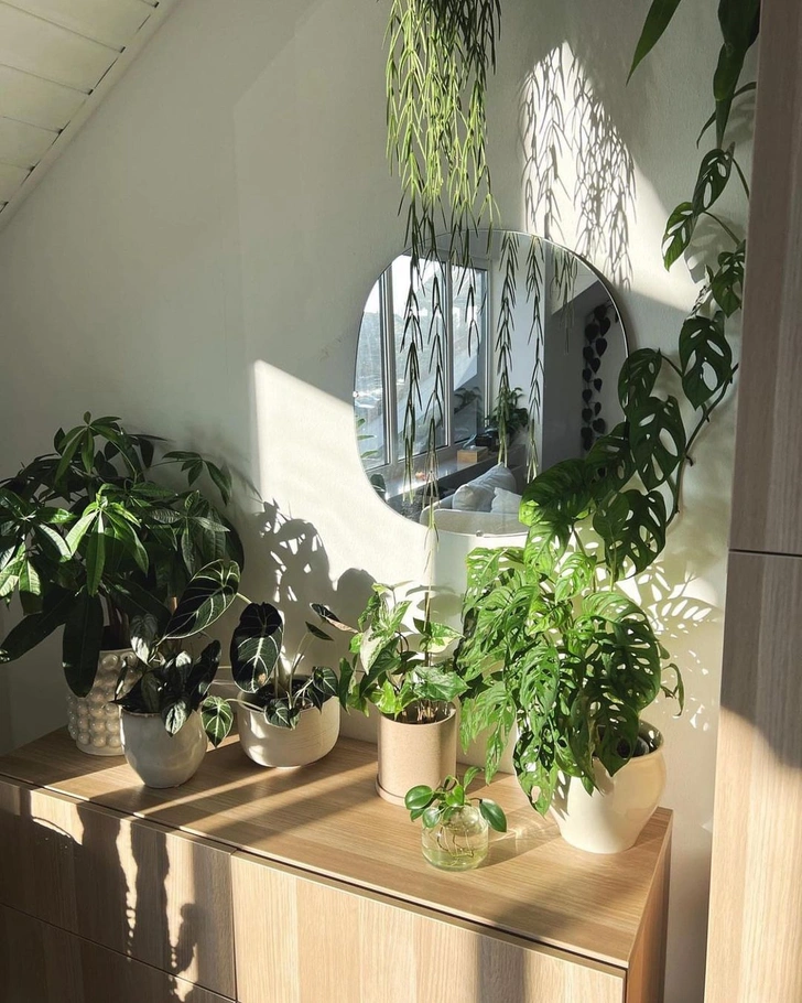 Источник: @urbanjungleblog